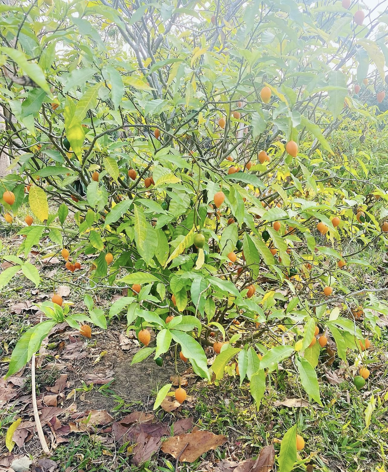 tabernanthe iboga australia