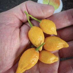 Where does iboga grow