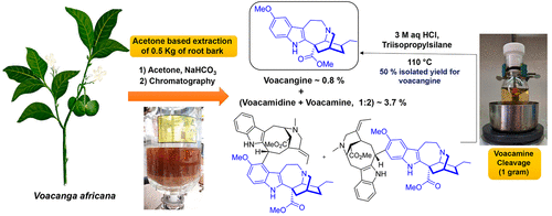 iboga root bark legality iboga root bark legality